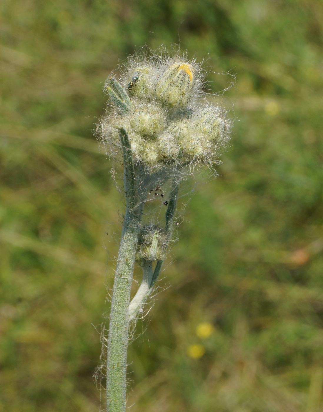 Изображение особи Pilosella procera.