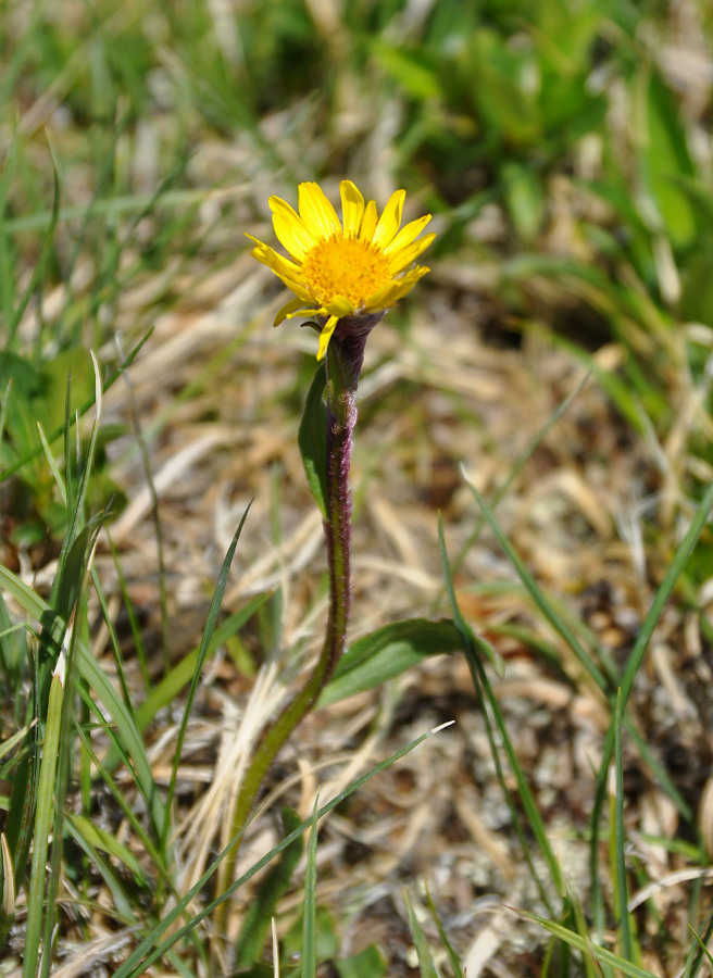 Изображение особи Tephroseris atropurpurea.