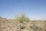Panicum turgidum