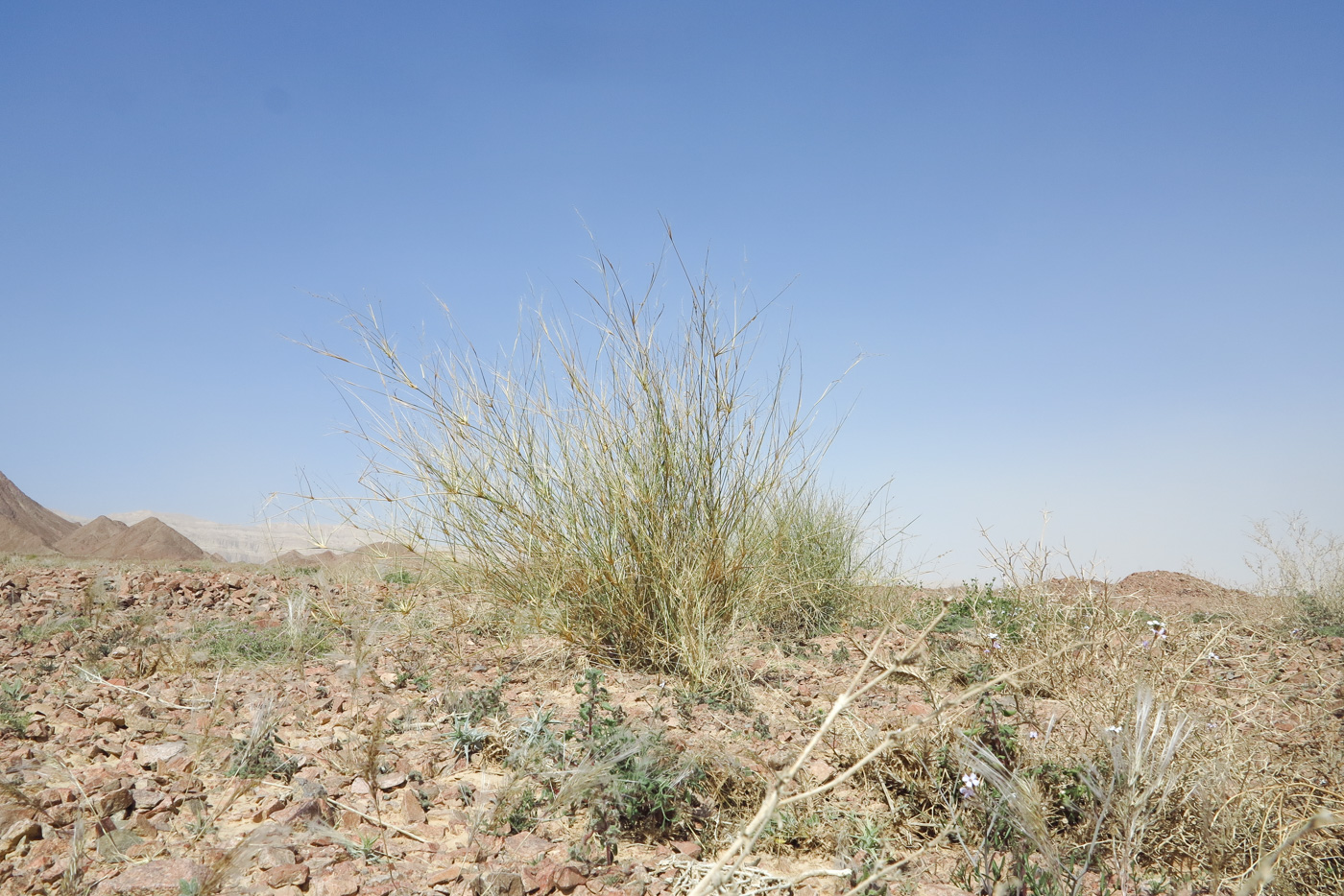 Image of Panicum turgidum specimen.