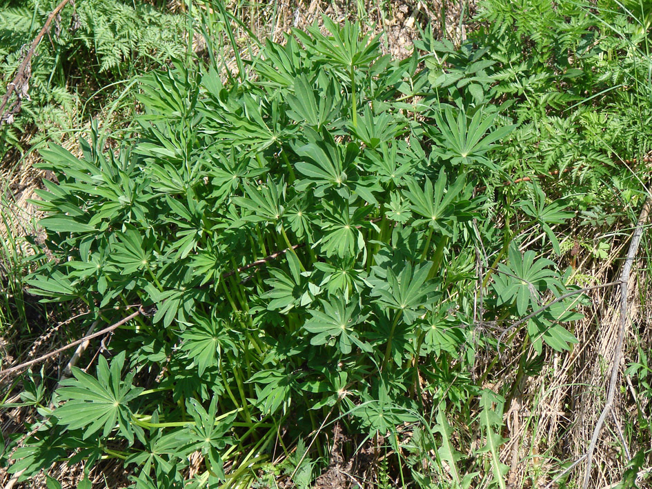 Изображение особи Lupinus polyphyllus.