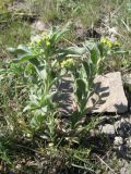 Alyssum simplex. Цветущее растение. Южный Казахстан, Сырдарьинский Каратау, горы Улькунбурултау. 21 марта 2016 г.