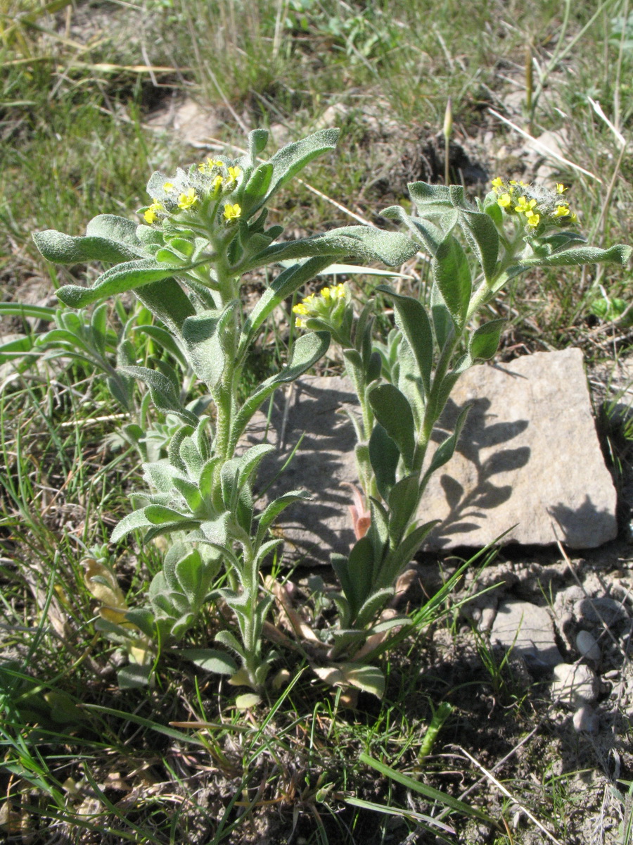 Image of Alyssum simplex specimen.