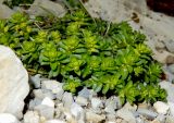 Cruciata laevipes