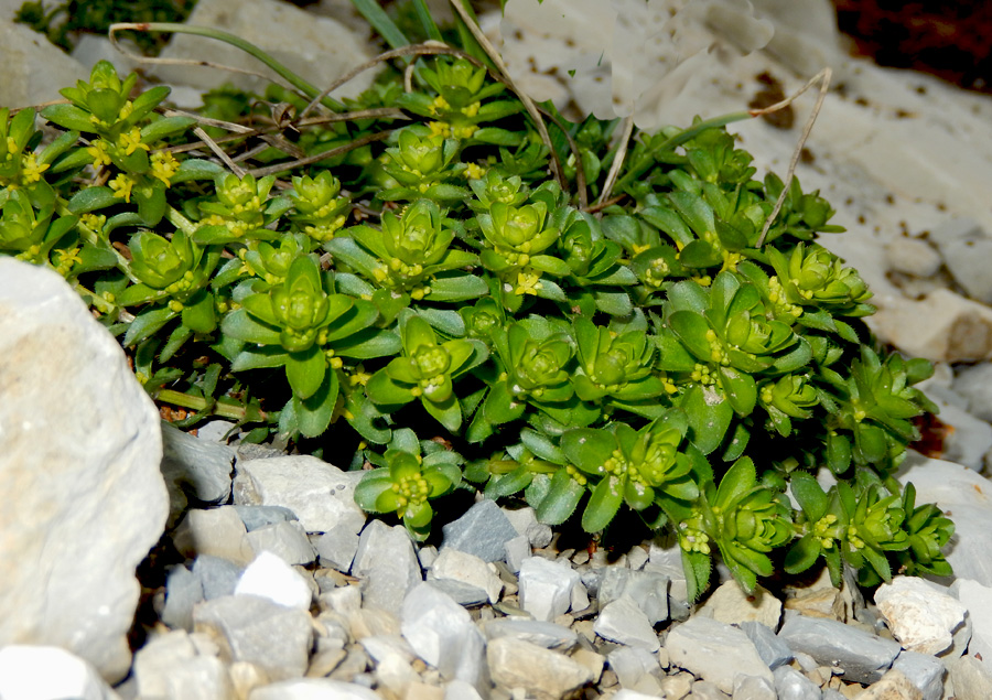Image of Cruciata laevipes specimen.
