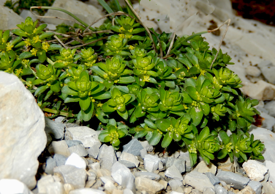 Изображение особи Cruciata laevipes.