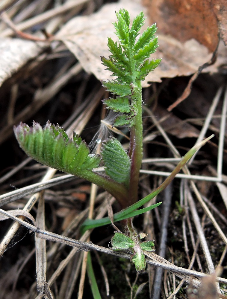 Изображение особи Tanacetum vulgare.