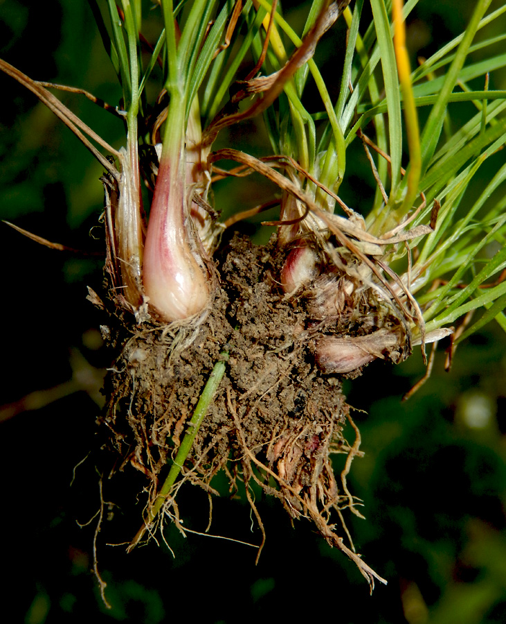 Image of Poa bulbosa ssp. vivipara specimen.