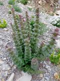 Ajuga orientalis