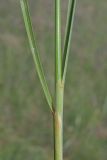 Stipa pulcherrima. Основания листьев вегетативного побега. Крым, предгорья, окр. с. Орловка. 07.05.2016.