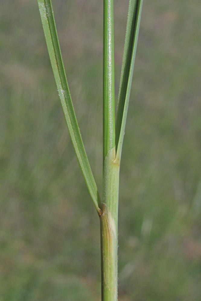 Изображение особи Stipa pulcherrima.