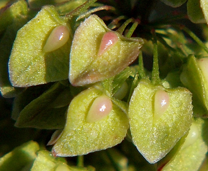 Image of Rumex crispus specimen.