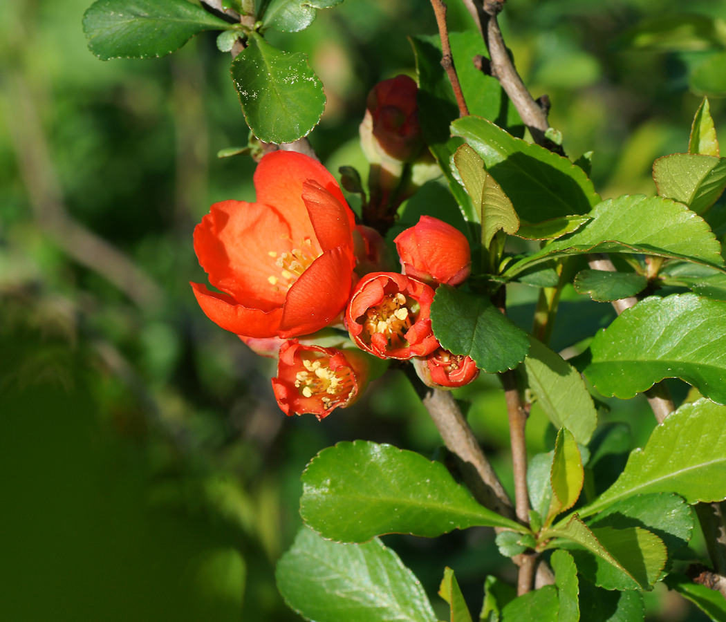 Image of Chaenomeles japonica specimen.