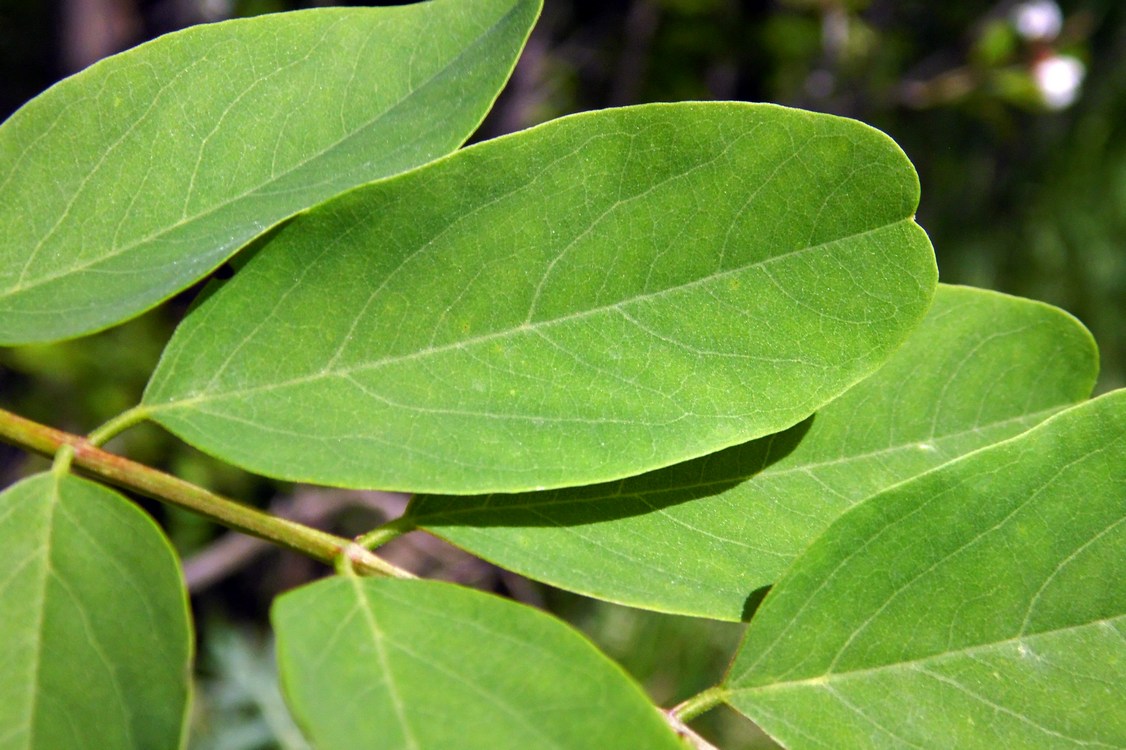 Image of Robinia pseudoacacia specimen.