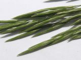 Bromopsis inermis