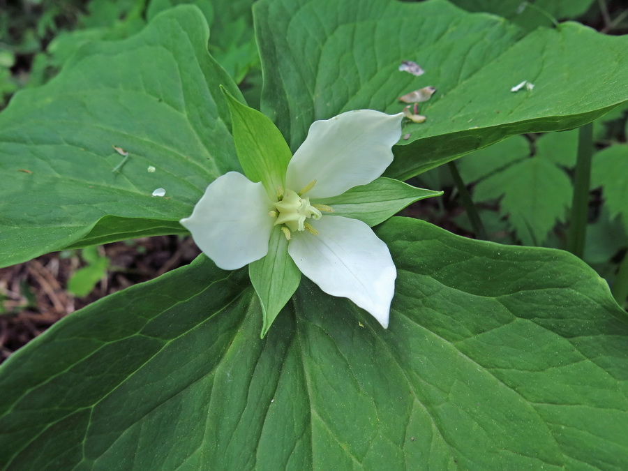 Image of Trillium camschatcense specimen.