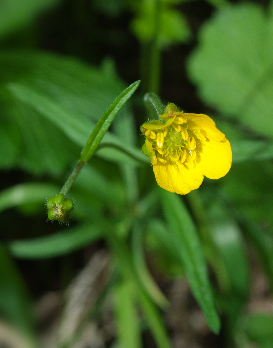 Image of Ranunculus monophyllus ssp. vytegrensis specimen.