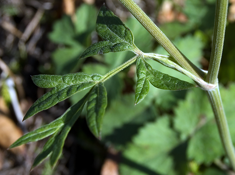 Изображение особи Pimpinella nigra.