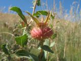 Rosa persica