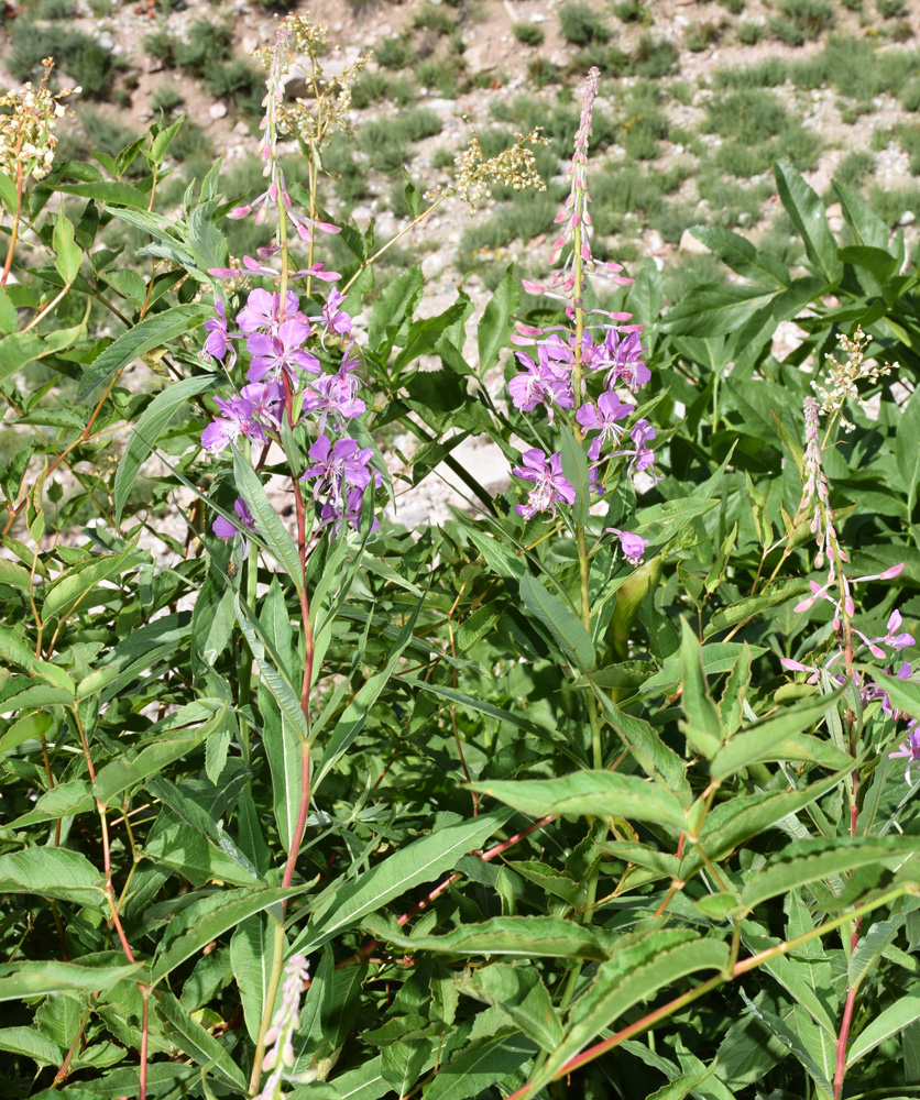 Image of Chamaenerion angustifolium specimen.