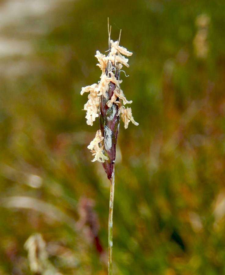 Image of Alopecurus myosuroides specimen.