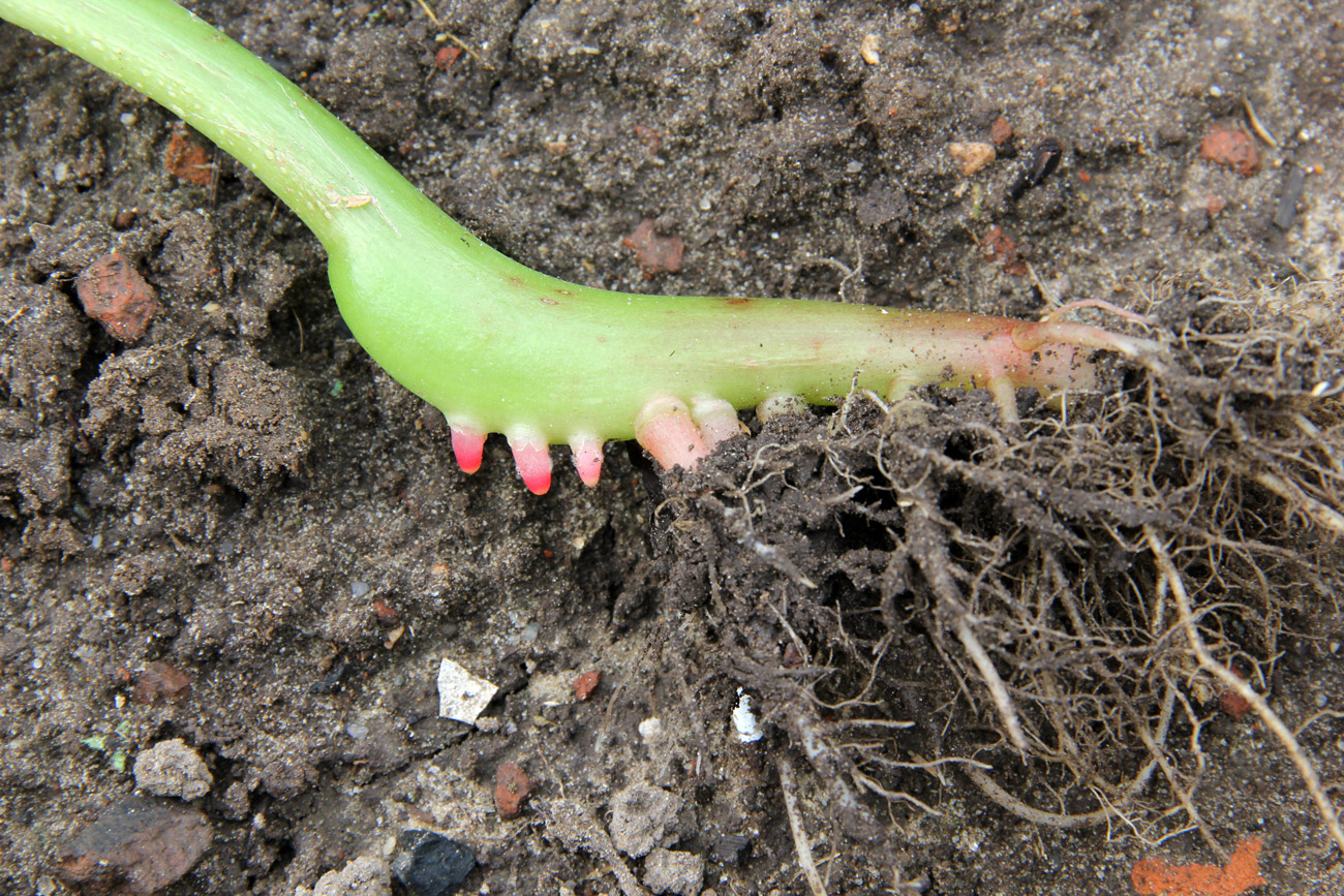 Image of Impatiens parviflora specimen.
