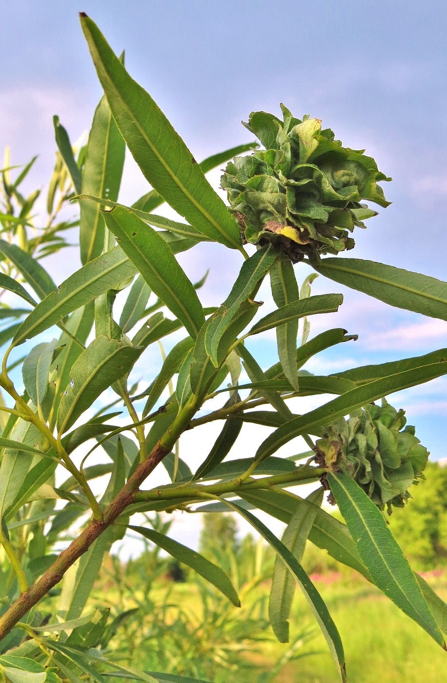 Изображение особи Salix gmelinii.