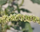 Amaranthus spinosus