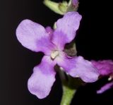 Matthiola fruticulosa variety bolleana. Цветок. Испания, автономное сообщество Канарские острова, остров Фуэртевентура, провинция Лас Пальмас, муниципалитет Ла Олива, северные окр. пос. Эль Котильо, восточнее пояса дюн, у заброшенной дороги. 13.03.2016.