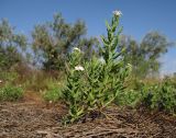 Argusia sibirica