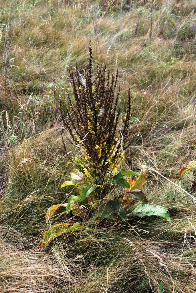Изображение особи Verbascum marschallianum.