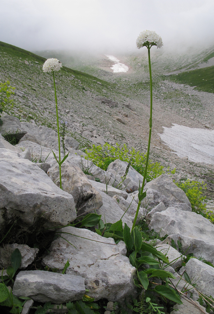 Изображение особи Valeriana alpestris.