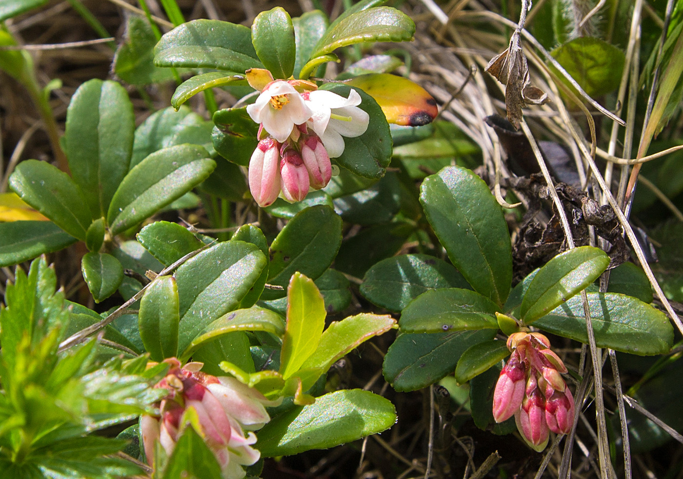 Изображение особи Vaccinium vitis-idaea.