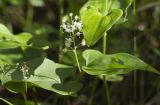 Maianthemum bifolium. Верхушки цветущих растений. Тверская обл., Кимрский р-н, окр. дер. Ларцево, лес. 01.06.2016.