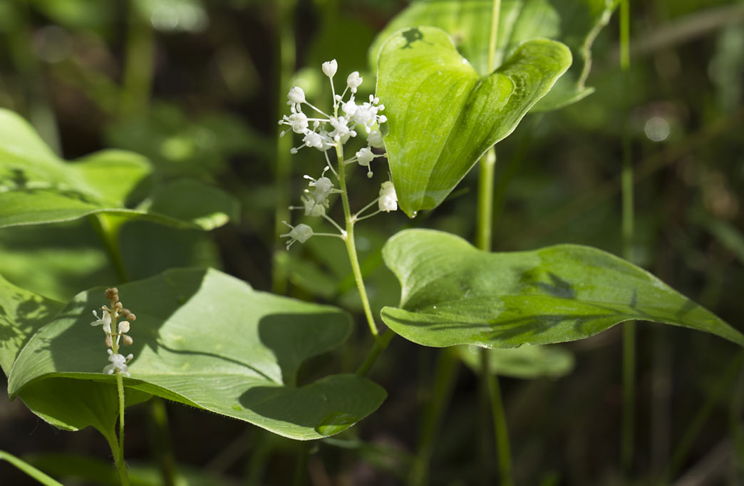 Изображение особи Maianthemum bifolium.