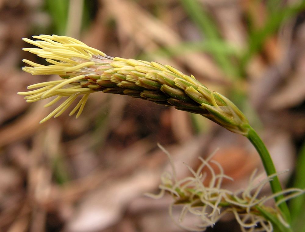 Изображение особи Carex campylorhina.