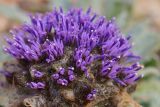 Saussurea gnaphalodes