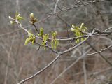 Quercus iberica