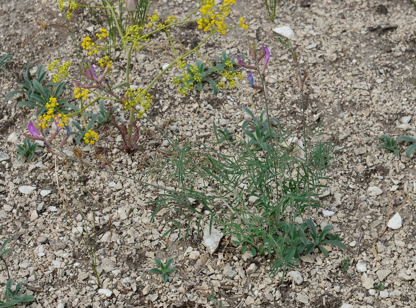 Изображение особи Astragalus kustanaicus.