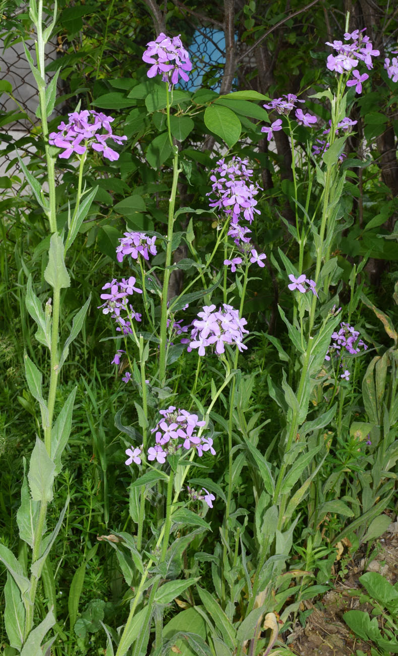 Image of genus Hesperis specimen.