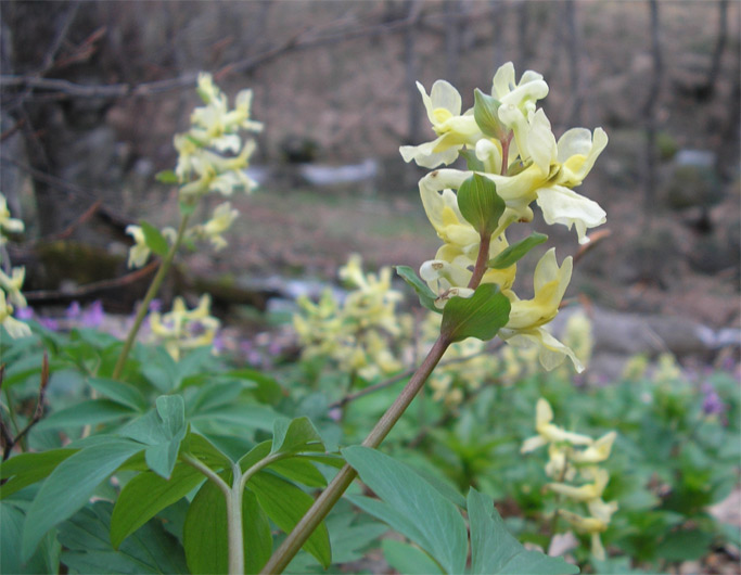 Image of Corydalis marschalliana specimen.