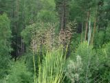 familia Poaceae. Верхушки растений с соцветиями. Иркутская обл., Шелеховский р-н, окр. пос. Глубокая, насыпь автодороги. 19.07.2016.