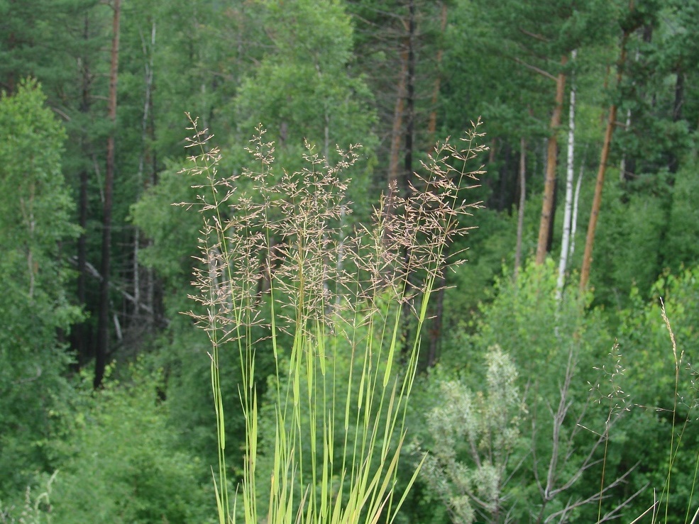 Изображение особи род Agrostis.