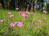 Dianthus deltoides