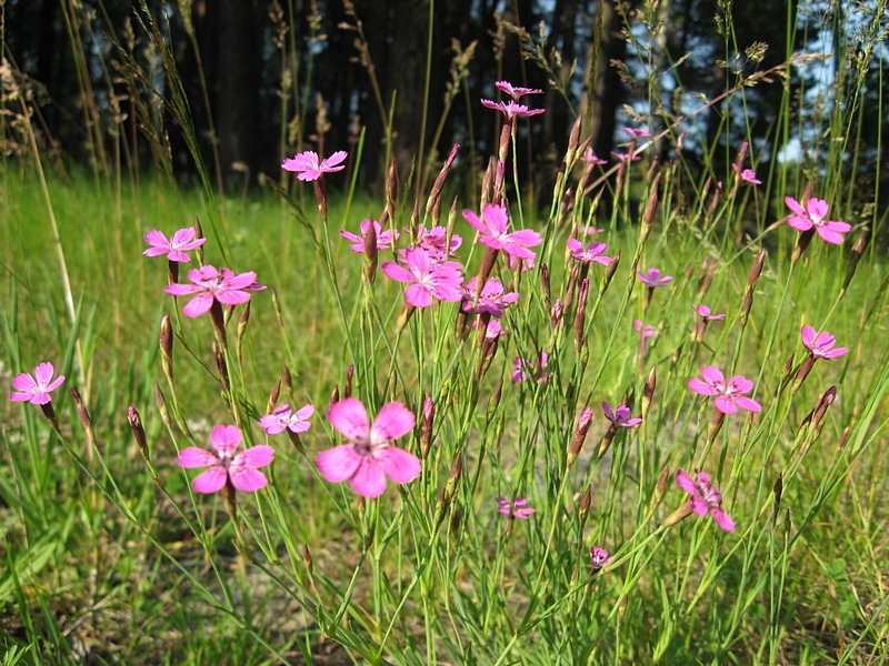 Изображение особи Dianthus deltoides.