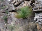 Xanthorrhoea australis. Вегетирующее растение. Австралия, Новый Южный Уэльс, национальный парк \"Blue Mountains\" (\"Голубые Горы\"), смотровая площадка Pulpit Rock, в расщелине скалы. 04.06.2009.
