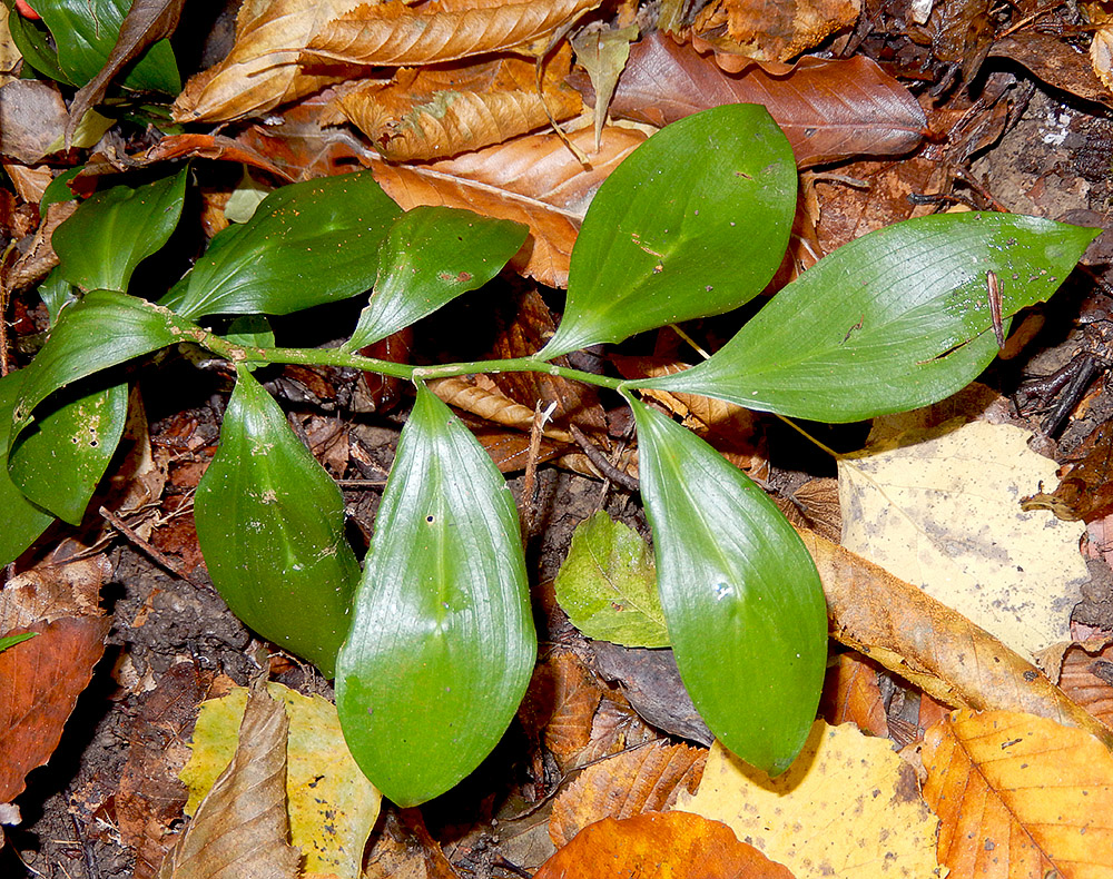 Image of Ruscus colchicus specimen.
