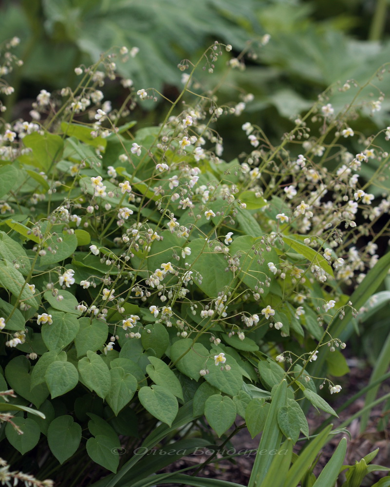 Изображение особи Epimedium pubigerum.