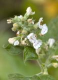 Nepeta cataria. Верхушка цветущего растения. Новосибирск. 27.09.2009.