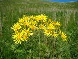 Senecio jacobaea. Соцветие. Ульяновская обл., Карсунский р-н, окр. с. Теньковка, гряда мергелисто-меловых склонов к р. Урень и её правому притоку к северу и востоку от села. 7 июля 2015 г.